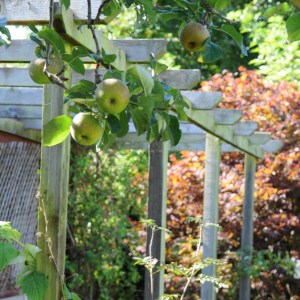 apples garden© www.ice-cream-magazine.com