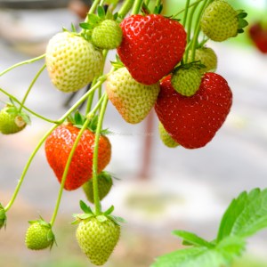 Strawberries growing © www.ice-cream-magazine.com