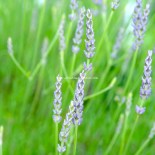 tender stem lavender
