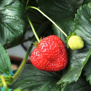 Ultimate strawberries and Ice Cream © www.inspiredcompany.com© www.ice-cream-magazine.com