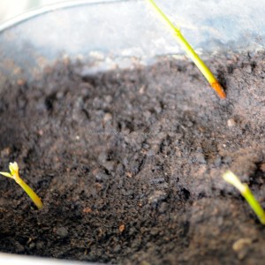 chestnut tree sprouting from waitrose chestnuts