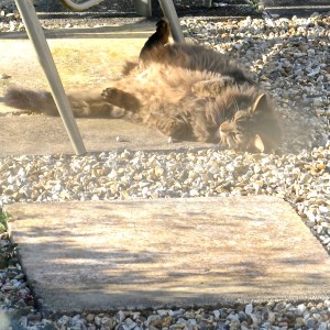 Delores loose tailed floosy  © www.ice-cream-magazine.com