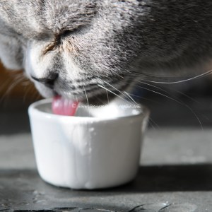 kitty goat milk in his eye © www.ice-cream-magazine.com (copy)