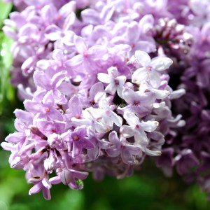 lilac © www.ice-cream-magazine.com (3)