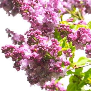 lilac © www.ice-cream-magazine.com (9)