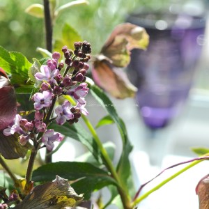 lilac helebors © www.ice-cream-magazine.com