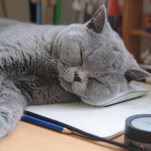 teddy, cat and mouse  © www.ice-cream-magazine.com