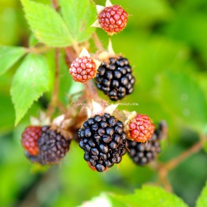 summer pudding ice cream cake  © www.ice-cream-magazine.com
