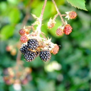 summer pudding ice cream cake  © www.ice-cream-magazine.com