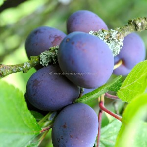 damsons  © www.ice-cream-magazine.com