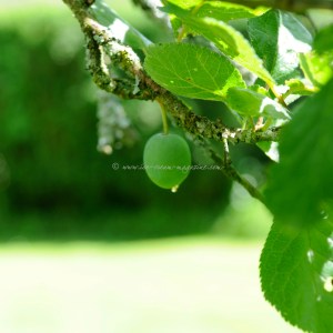 damsons  © www.ice-cream-magazine.com