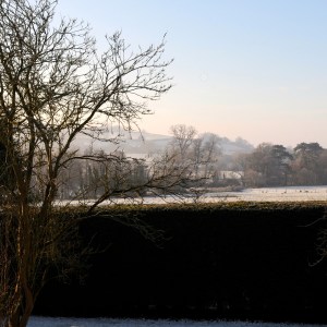 damson  © www.ice-cream-magazine.com