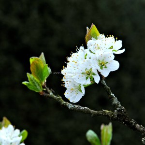 damson blossom  © www.ice-cream-magazine.com