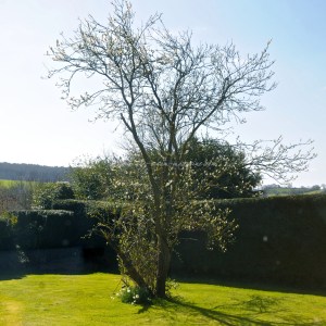 damsons  © www.ice-cream-magazine.com