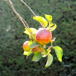 apple pie © www.ice-cream-magazine.com