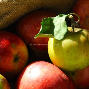 apple pie © www.ice-cream-magazine.com