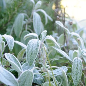 frosted sage2 Christmas © www.ice-cream-magazine.com