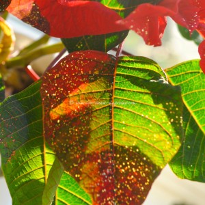 christmas  © www.ice-cream-magazine.com