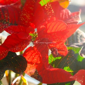 christmas  © www.ice-cream-magazine.com