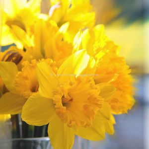 daffs feb 2015 Blood orange coconut fro-yo © www.ice-cream-magazine.com