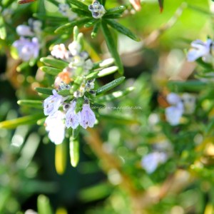 rose mary used in Blood orange coconut fro-yo © www.ice-cream-magazine.com