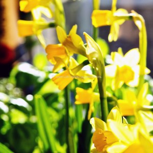 kitchen daffs Blood orange coconut fro-yo © www.ice-cream-magazine.com