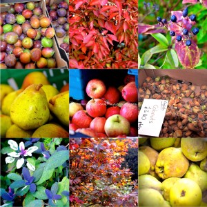 autumn 2015 © www.ice-cream-magazine.com