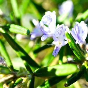 spiced caramel custard ice cream © www.ice-cream-magazine.com