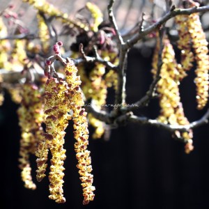 spiced caramel custard ice cream © www.ice-cream-magazine.com