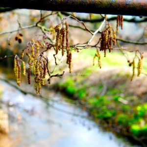 spiced caramel custard ice cream © www.ice-cream-magazine.com