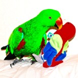 lemon meringue parrot © www.ice-cream-magazine.com