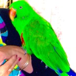 lemon meringue parrot © www.ice-cream-magazine.com