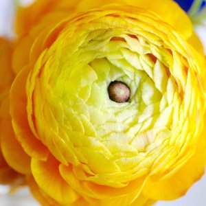 lemon meringue parrot © www.ice-cream-magazine.com