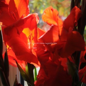 Peerless Pear, ginger bergamot sorbet © www.ice-cream-magazine.com