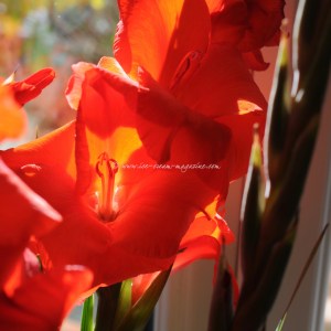 Peerless Pear, ginger bergamot sorbet © www.ice-cream-magazine.com