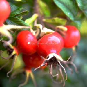 Peerless Pear, ginger bergamot sorbet © www.ice-cream-magazine.com